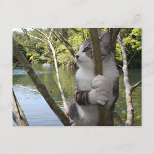 CARTÃO POSTAL 野 良 猫 ャ ン ニ 吉 【 沖 縄 で ひ