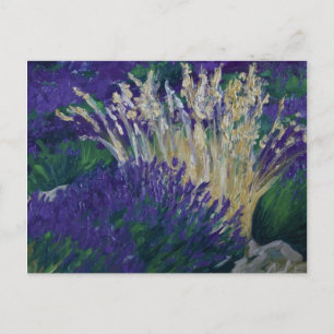 Cartão Postal 0071-o campo de lavanda