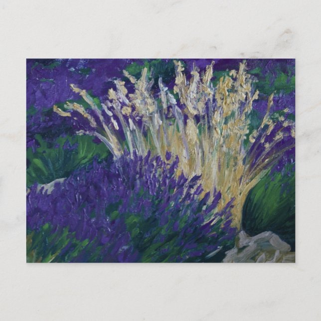 Cartão Postal 0071-o campo de lavanda (Frente)