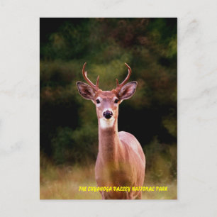 CARTÃO POSTAL 070306-34-APC