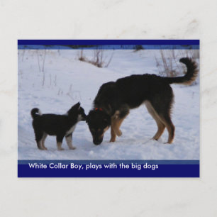 Cartão Postal 0WCB_boy, ...