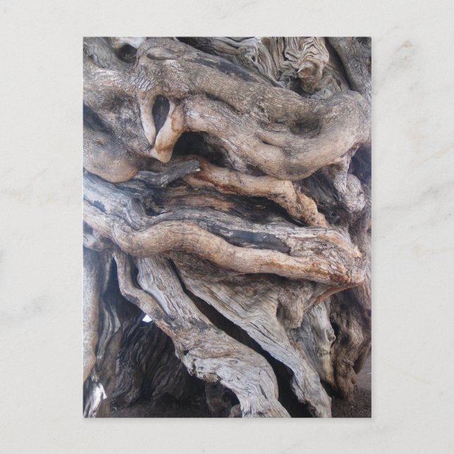 Cartão Postal 1000 Jahre älter Olivenbaum (Frente)