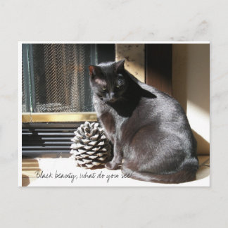 Cartão Postal 100_0305, beleza preta, que você vê?