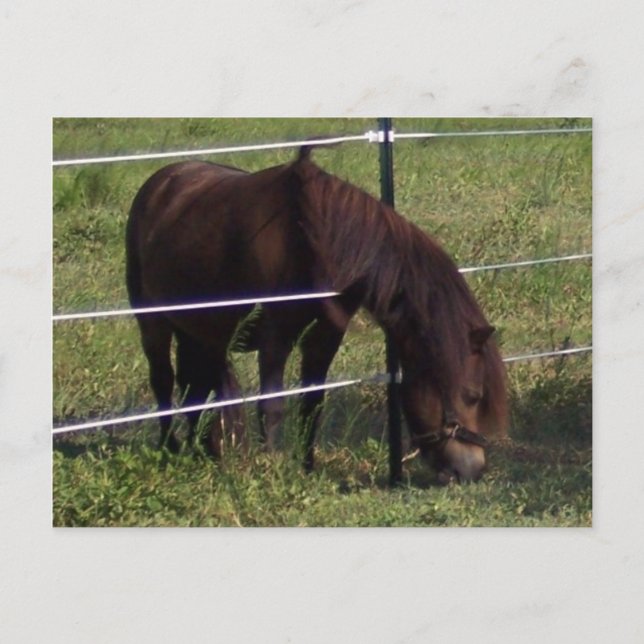 CARTÃO POSTAL 100_0375 (Frente)