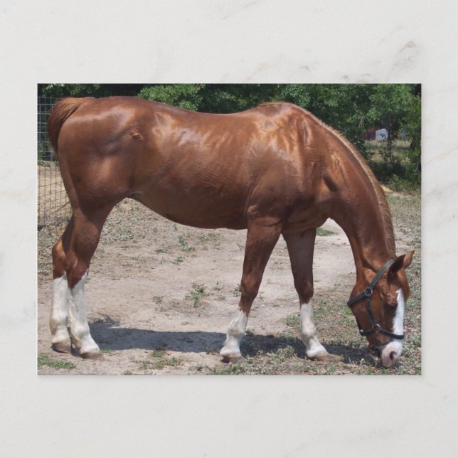 CARTÃO POSTAL 100_0464 (Frente)