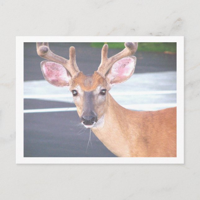 CARTÃO POSTAL 100.0606 (Frente)