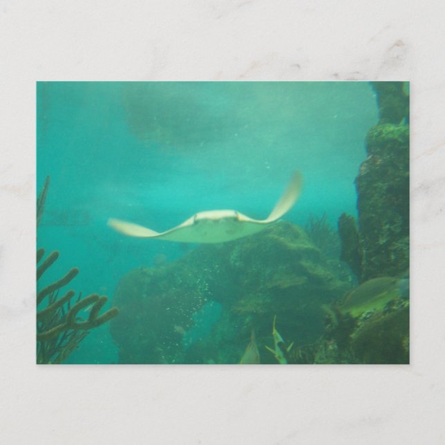 Cartão Postal 104_3660 - Sting Ray Postcard (Frente)