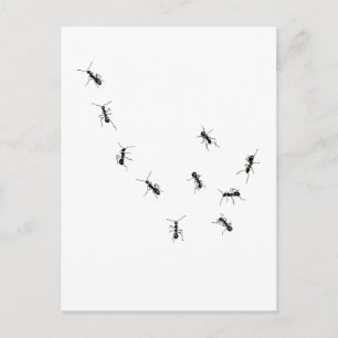 Cartão Postal 10 formigas