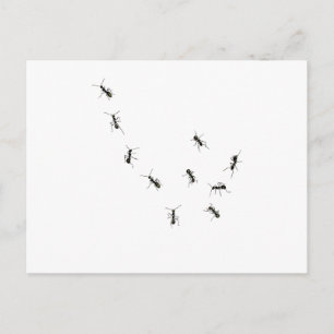 Cartão Postal 10 formigas