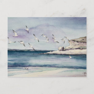 Cartão Postal 1774 Seagulls no Cartão-postal Sandy Beach