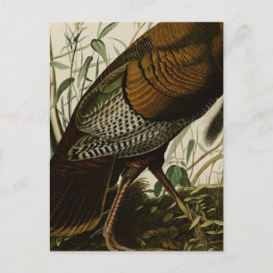 Cartão Postal 1825 Vintage Peru Wild Turkey