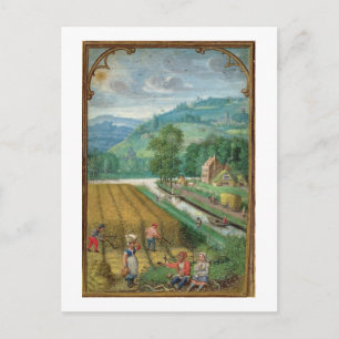 Cartão Postal 18855 setembro: colheita, lavoura e porca