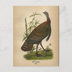 Cartão postal 1890 Bird Wild Turkey