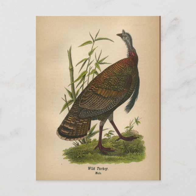 Cartão postal 1890 Bird Wild Turkey (Frente)