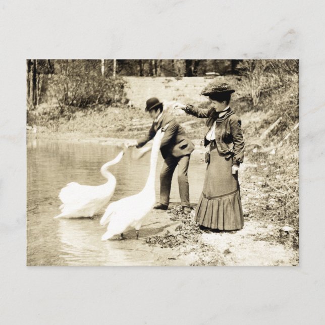 Cartão Postal 19º C. Cisnes em Paris (Frente)