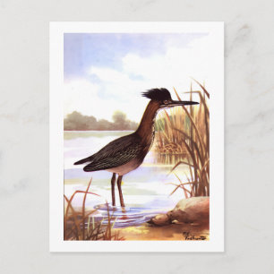 Cartão Postal 1926 Vintage TODHUNTER BIRDS "GREEN HERON" assinad
