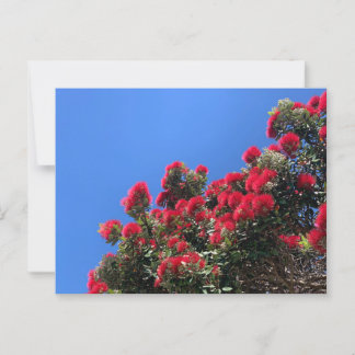 Cartão postal 1 de Pohutukawa