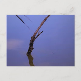 Cartão Postal #1-Etang de Scamandre en Camargue.