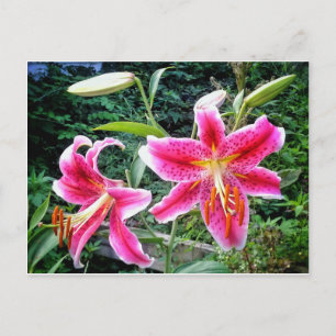 CARTÃO POSTAL 1STARGAZER LILLIES POSTCARTÃO