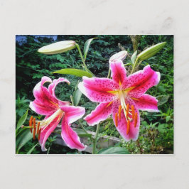 CARTÃO POSTAL 1STARGAZER LILLIES POSTCARTÃO