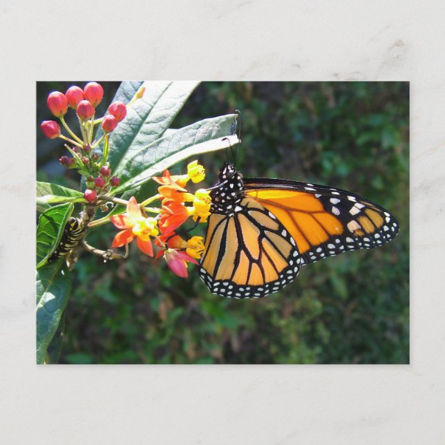 CARTÃO POSTAL 2008_0109_114022 (Frente)