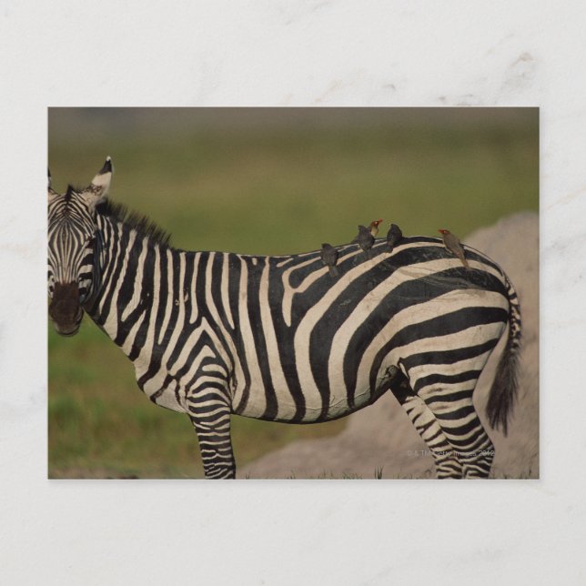 CARTÃO POSTAL 24109277 (Frente)