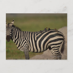 CARTÃO POSTAL 24109277