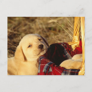 CARTÃO POSTAL 24117967