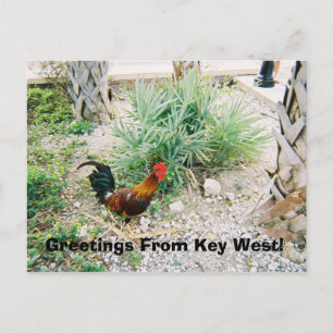 Cartão Postal 2-12-2007 (2)-07, Saudações De Key West!