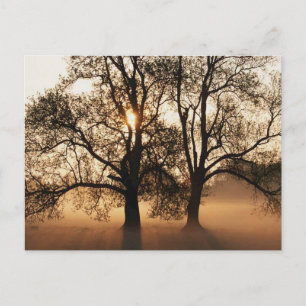 CARTÃO POSTAL 2 ÁRVORES SEPIA LARANJA DOURADA