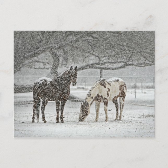 Cartão Postal 2 Cavalos Nevados sob uma árvore (Frente)