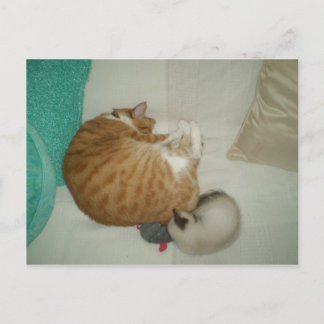 Cartão Postal 2 Gatinhos e um mouse