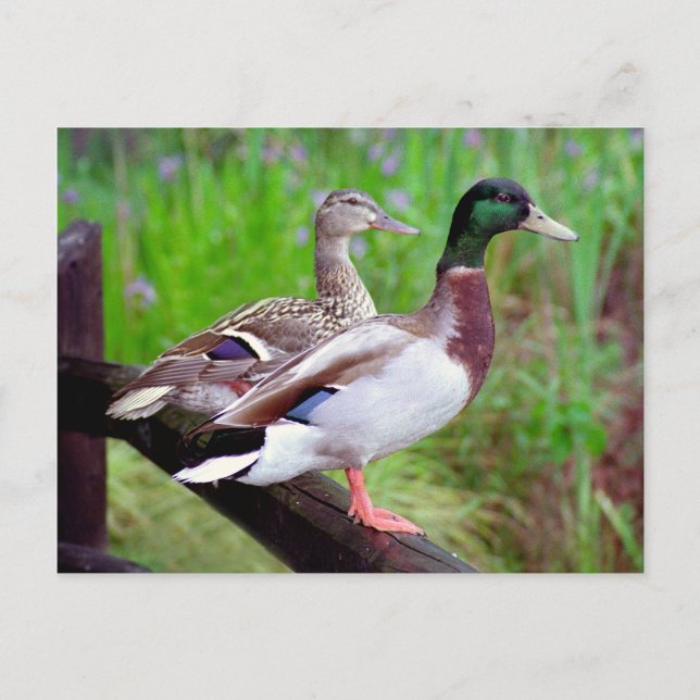 Cartão Postal 2 Mallards em um cartão-postal de cerca (Frente)