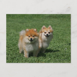 Cartão Postal 2 Pomeranians Looking at Camera