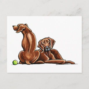 Cartão Postal 2 Ridgebacks Rhodesian
