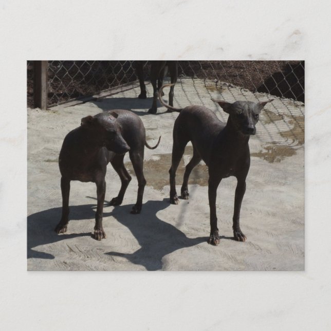 Cartão Postal 2 xolos (Frente)