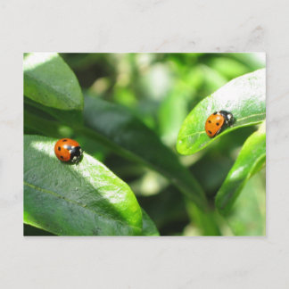 Cartão Postal 2ladybirdspostcard