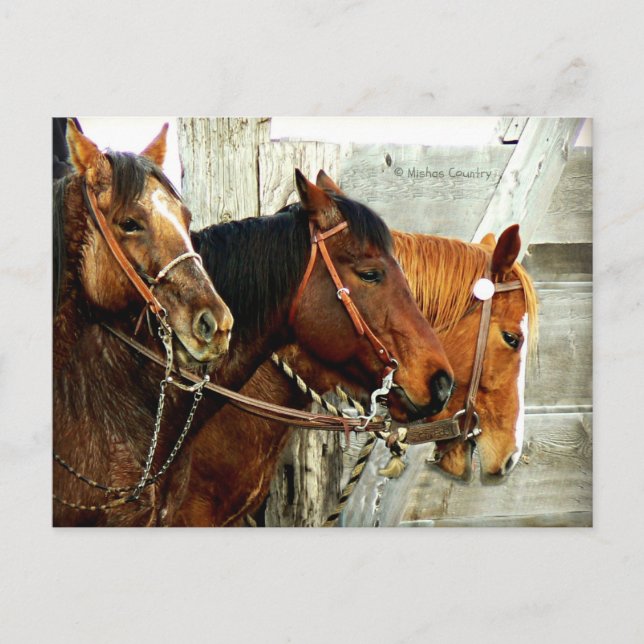 Cartão Postal 3 cabeças de cavalo (Frente)