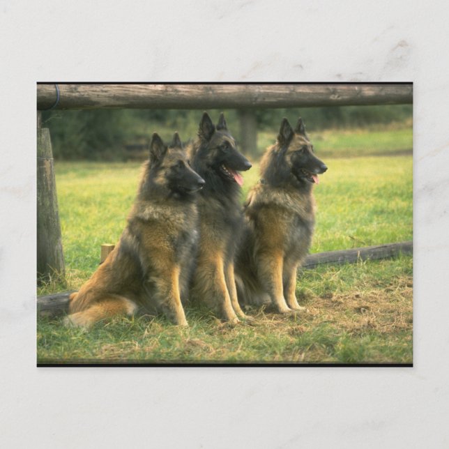 Cartão Postal 3 German shepherd (Frente)