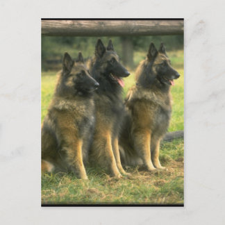CARTÃO POSTAL 3 GERMAN SHEPHERD