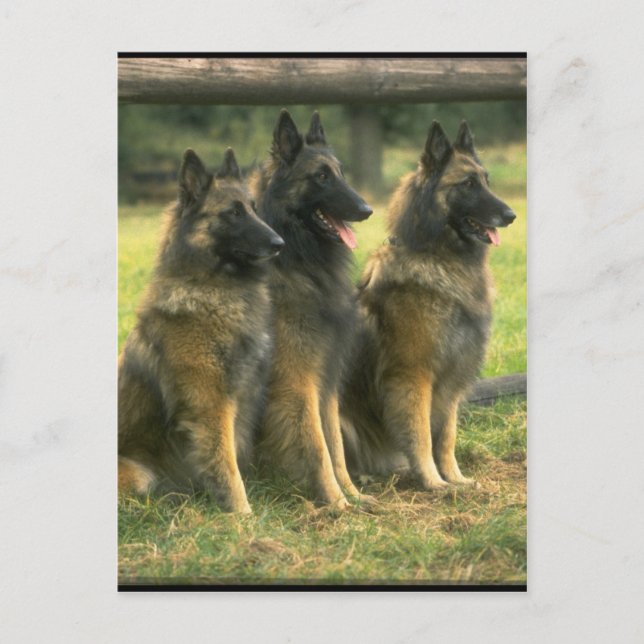 CARTÃO POSTAL 3 GERMAN SHEPHERD (Frente)