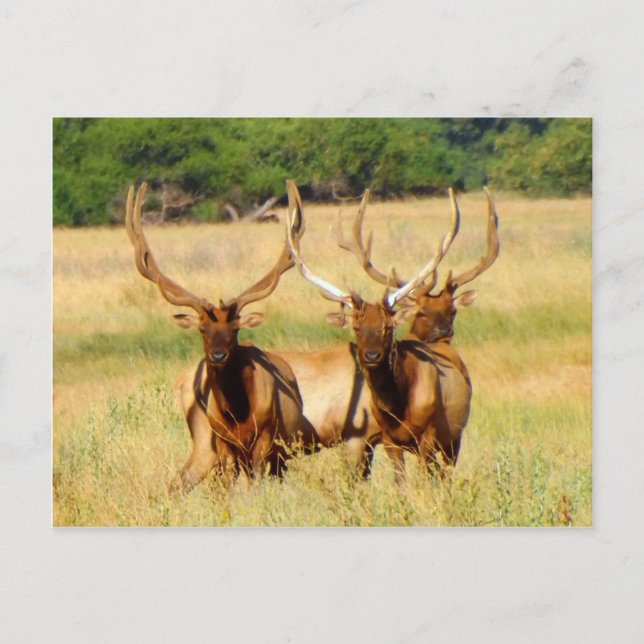Cartão Postal 3 Touros (Elk) (Frente)