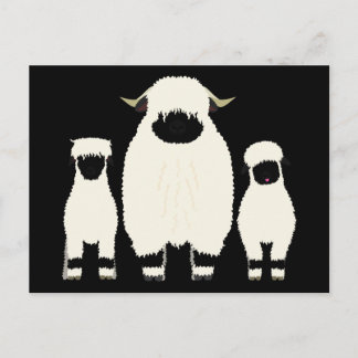 Cartão Postal 3 Valais Negros Ovinos seguidos