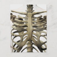 3D Vista Das Mulheres Esternum E Gaiola De Costela