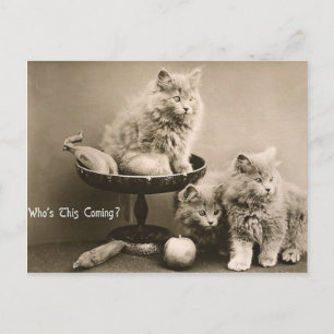 Cartão Postal 44 Animais domésticos