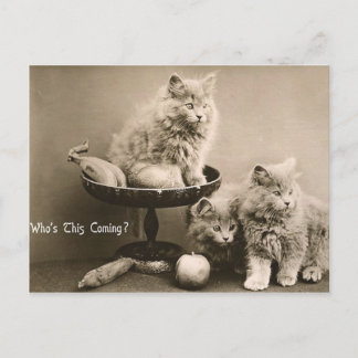 Cartão Postal 44 Animais domésticos