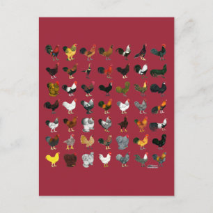 Cartão Postal 49 Roosters