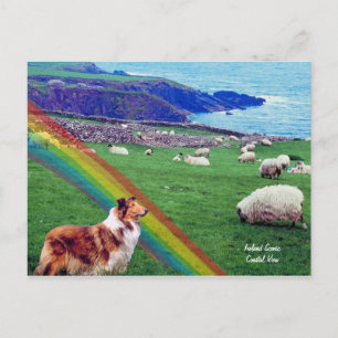 Cartão Postal 4. Costa da Irlanda, Collie & Flock of Sheep