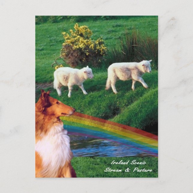 Cartão Postal 4.  Ireland Stream com Collie e Sheep (Frente)