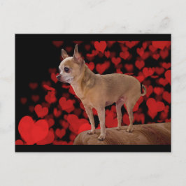 Cartão Postal 4 lbs de amor puro